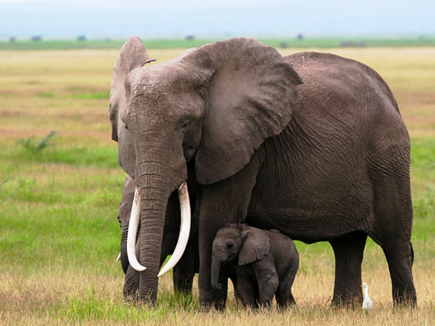 Обои картинки фото животные, слоны