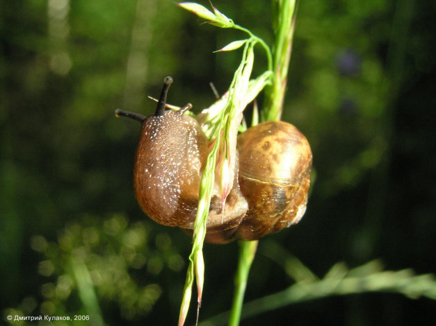 Обои картинки фото животные, улитки