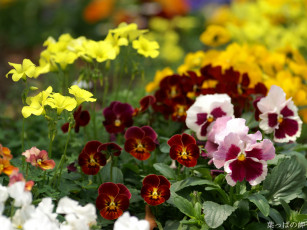 Картинка цветы анютины глазки садовые фиалки