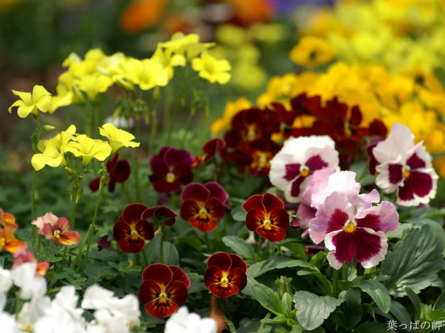 Обои картинки фото цветы, анютины, глазки, садовые, фиалки