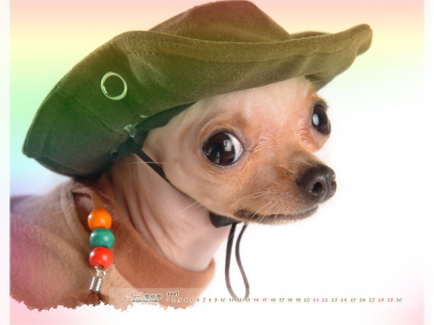 Обои картинки фото ковбой, календари, животные