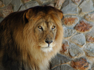 Картинка животные львы