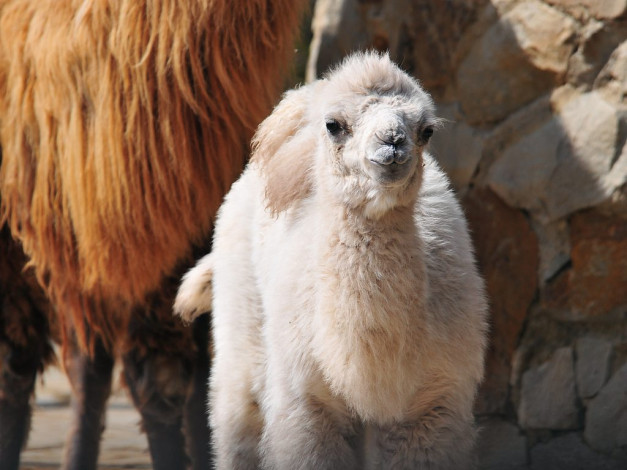 Обои картинки фото животные, верблюды