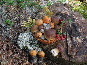 Картинка еда грибы грибные блюда