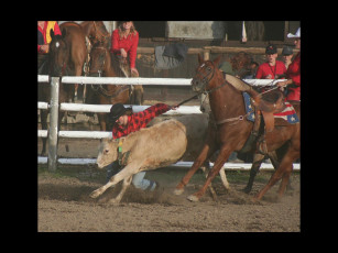 Картинка спорт конный