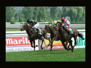 Картинка спорт конный