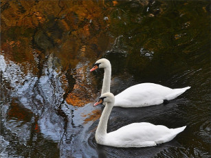 Картинка животные лебеди