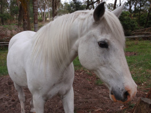 Картинка животные лошади