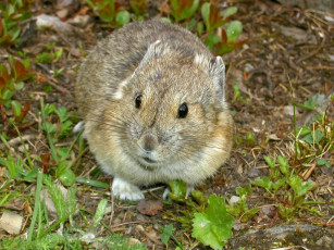 Картинка животные суслики сурки