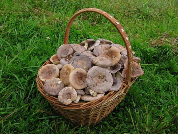 Обои картинки фото еда, грибы, грибные, блюда