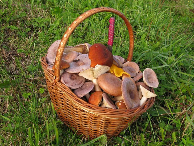 Обои картинки фото еда, грибы, грибные, блюда