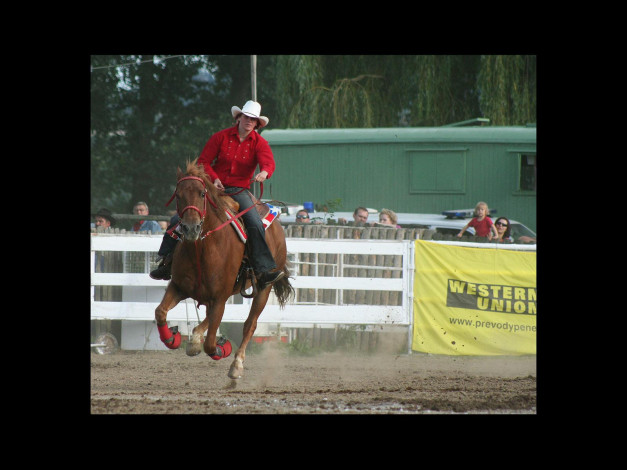 Обои картинки фото спорт, конный