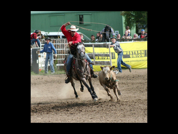 Обои картинки фото спорт, конный