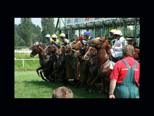 Обои картинки фото спорт, конный