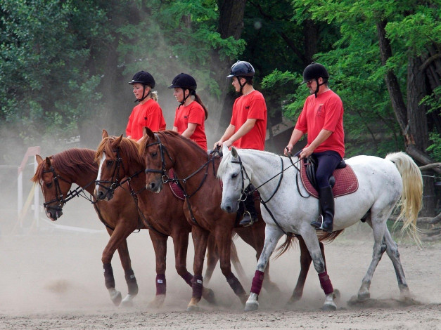 Обои картинки фото спорт, конный