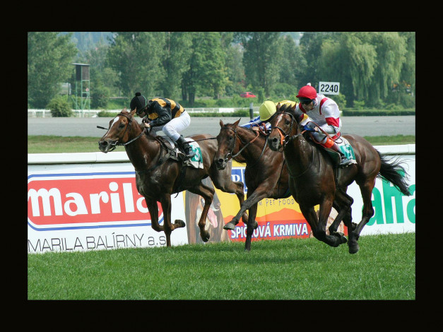 Обои картинки фото спорт, конный