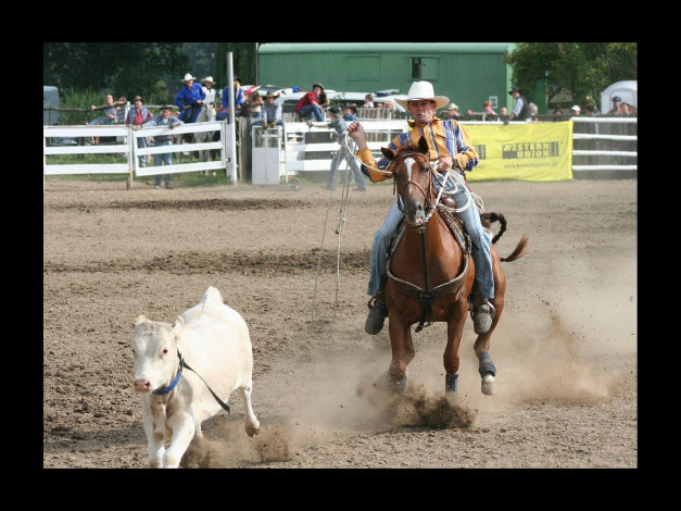 Обои картинки фото спорт, конный