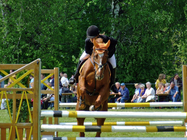 Обои картинки фото спорт, конный