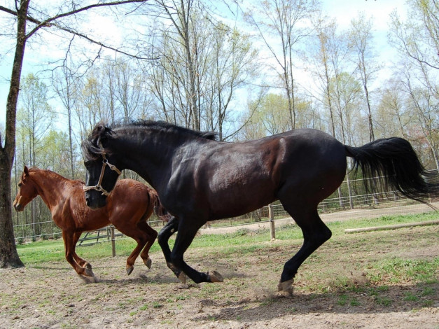 Обои картинки фото животные, лошади