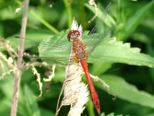 Обои картинки фото животные, стрекозы