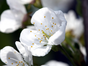 Картинка цветы цветущие деревья кустарники