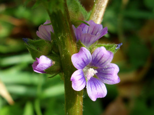 Картинка цветы луговые полевые