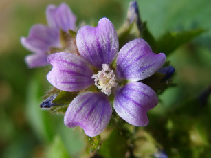 Картинка цветы луговые полевые