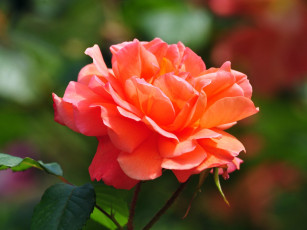 Картинка цветы розы