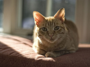 Картинка животные коты