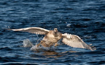 Картинка автор сергей доля животные лебеди