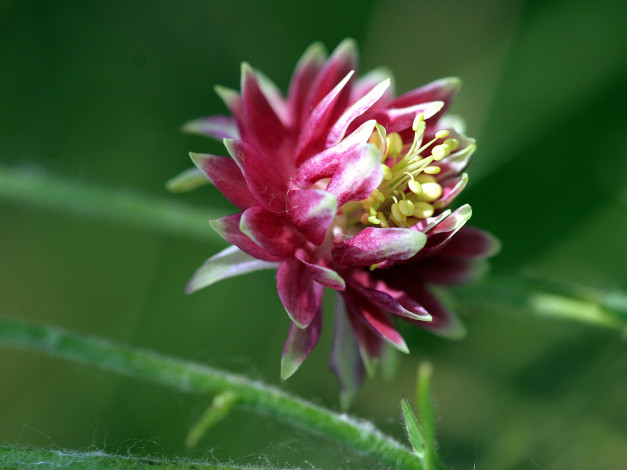 Обои картинки фото цветы, аквилегия, водосбор