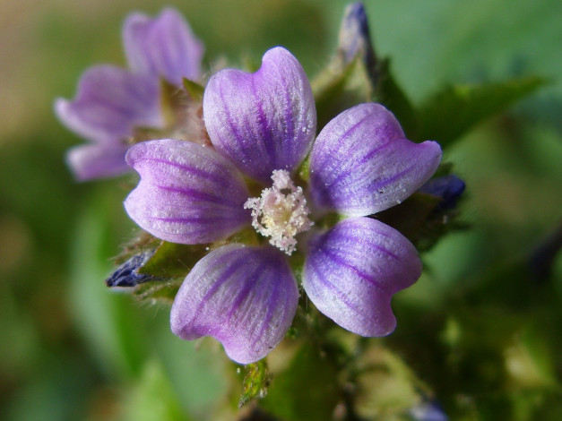 Обои картинки фото цветы, луговые, полевые