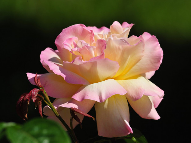 Обои картинки фото цветы, розы