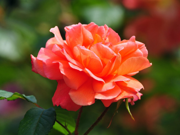 Обои картинки фото цветы, розы