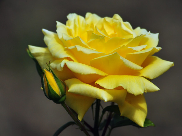 Обои картинки фото цветы, розы