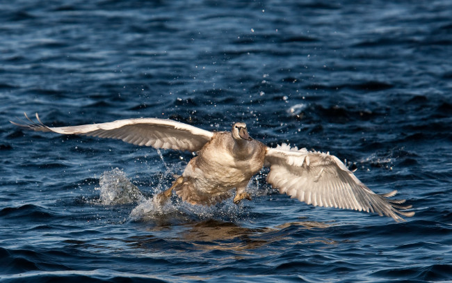 Обои картинки фото автор, сергей, доля, животные, лебеди