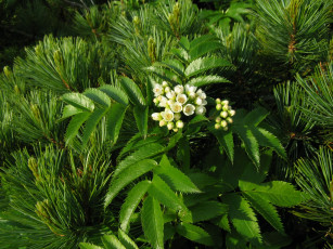 Картинка цветы цветущие деревья кустарники цветущий кустарник