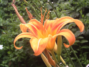 Картинка цветы лилии лилейники бутоны