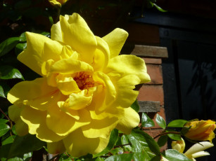 Картинка цветы розы желтая роза