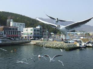 Картинка животные Чайки бакланы крачки чайка