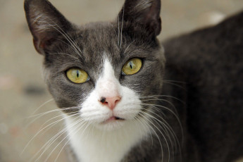 Картинка животные коты глаза