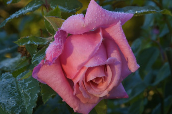 Картинка цветы розы иней