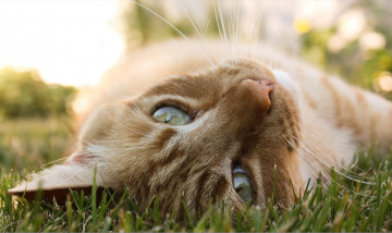 Картинка животные коты cat