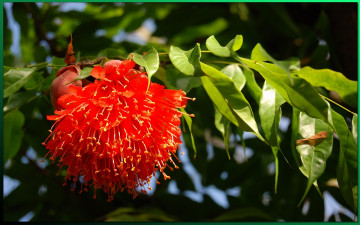 Картинка цветы цветущие деревья кустарники листья ветки