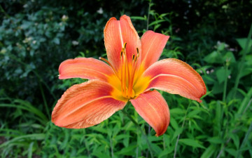Картинка цветы лилии лилейники оранжевая лилия