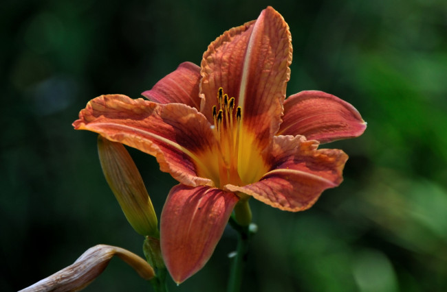 Обои картинки фото цветы, лилии, лилейники, зелёный