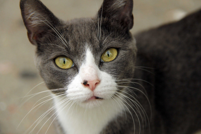 Обои картинки фото животные, коты, глаза