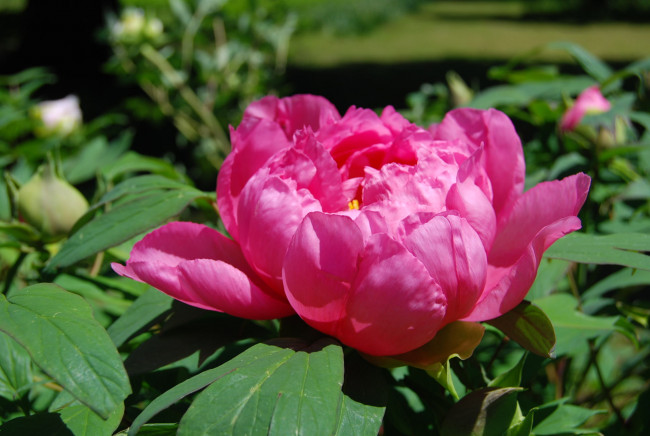 Обои картинки фото цветы, пионы