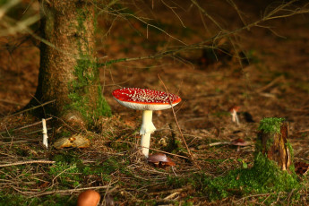 Картинка природа грибы мухомор лес