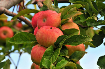 Картинка природа плоды ветка яблоки